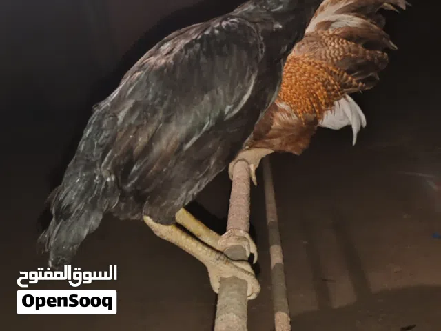 دجاجه باكستانيه منتجه النوعيه (شامو) ب20ريال   ودجاجه لمبرغيني الاغلى في العالم وتاكد ب100ريال