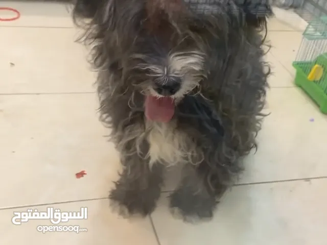 بيع كلبببب