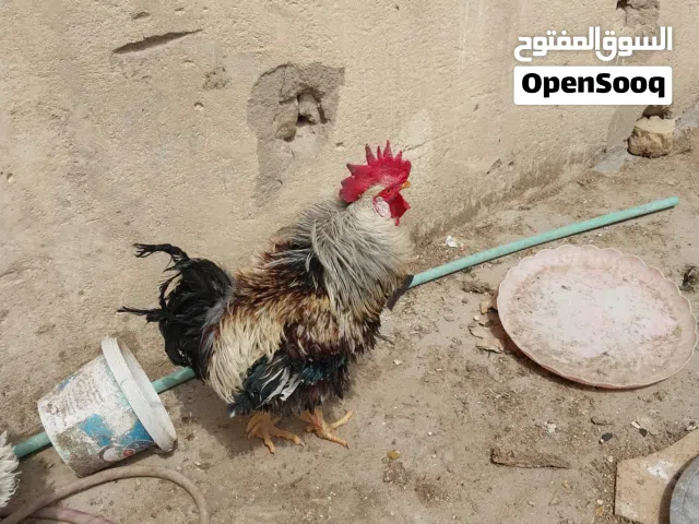 2 ديوجة مفتل كيرلي للبيع التك