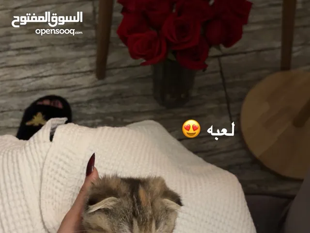 قط سكتلندي