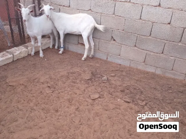 عنز هجين فرنساوي تحتها جدي