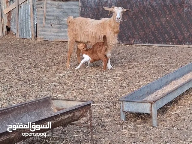 شاه تحتها جدي للبيع اقرأ الوصف قبل التواصل