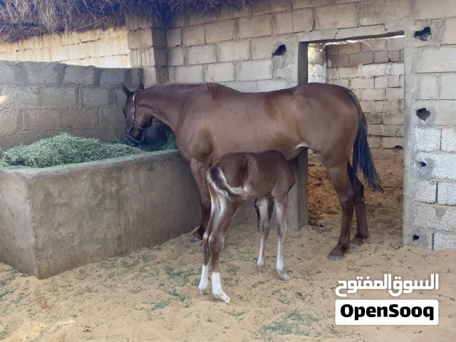فرس للبيع ربي يبارك يربح من يصلي على النبي