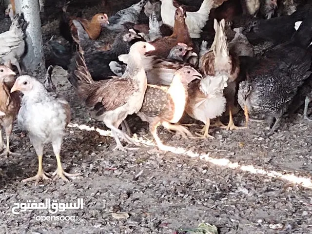 دجاج عماني فرنسي