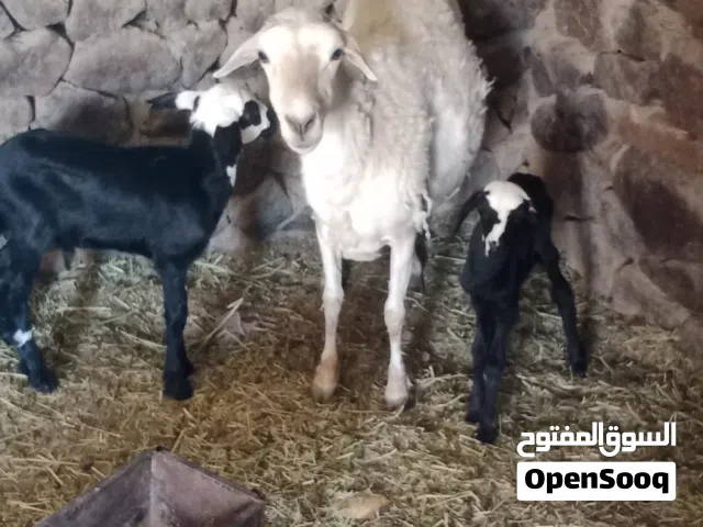 بيع المواشي