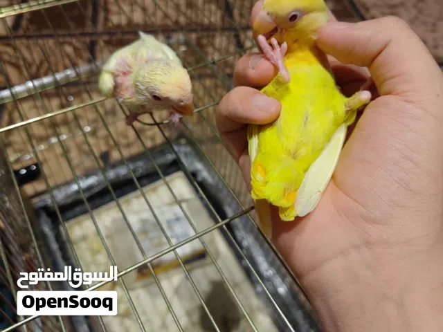 2روز عين حمرا الكبير مروض فل والتاني متعود ع الشرنقا