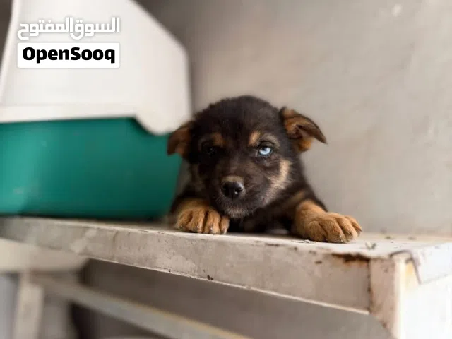 أنثى رت وايلر