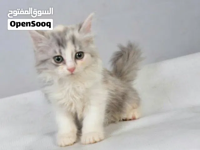 متوفر قطط أنواعه وأحجام واليفات ممتازة من حيث الحجم واللفه والصحه والنظافة والحجم ومضمون من اي عيوب