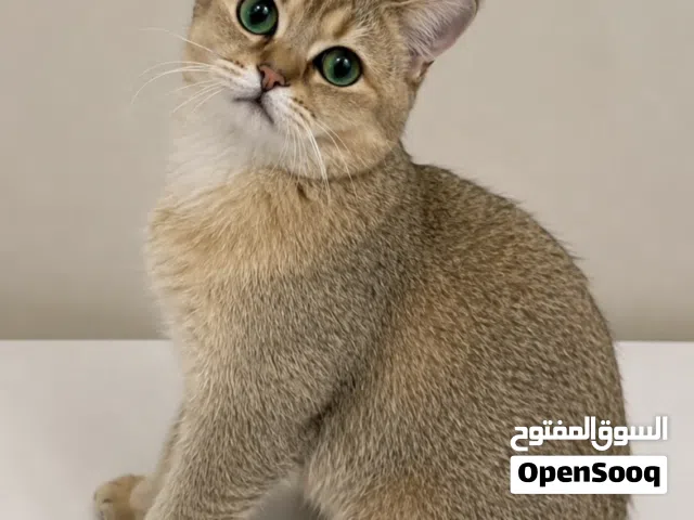 للبيع قط بريتش شورتهير Golden shaded تصنيف Ny11