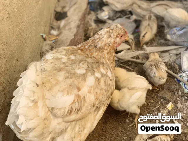دجاجه عربيه حلوه وحنينه وراه 13فرخ