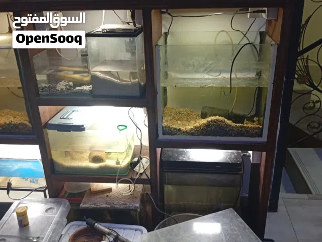 احواض سمك للبيع