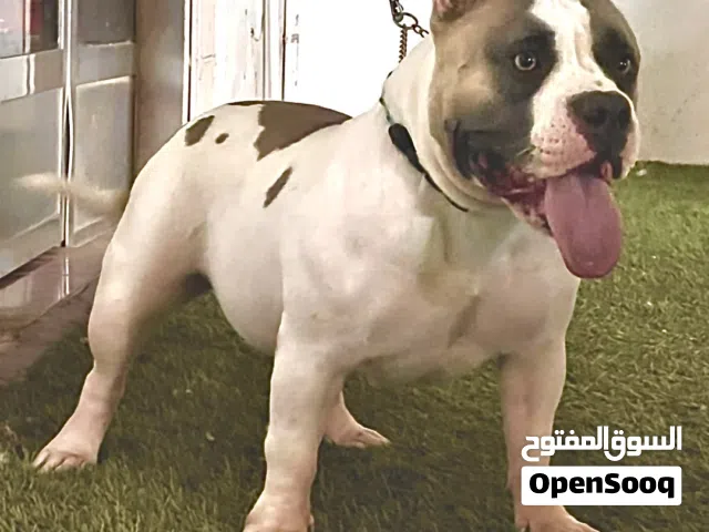 بولي انثى عمر سنتين للبيع او للسقب معا بولي xl