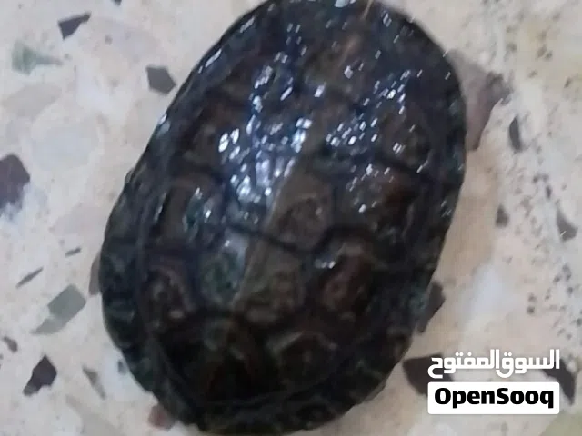 سلحفاة مائيه