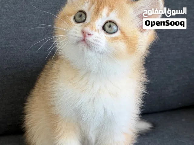 Pure British Shorthair Ny12 Golden Chinchilla kitten