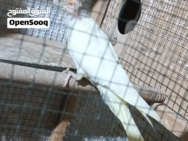 كوكتيل مخلف عيون حمر للبيع او مراوس بطيور حب هاجرمو