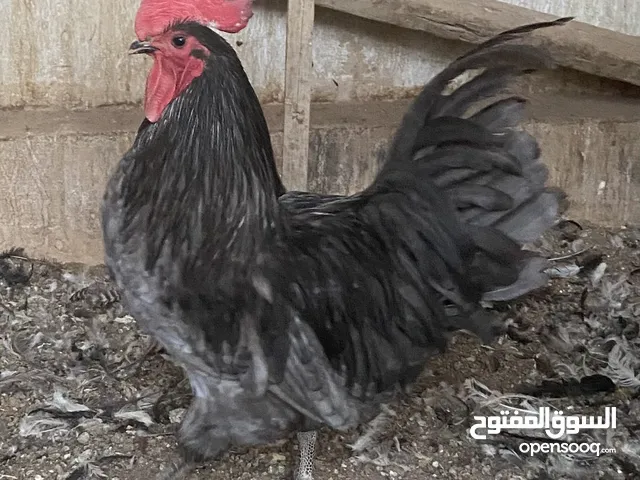 بيض مخصب وصيصان دجاج سلالات