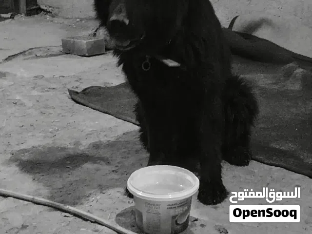 كلبه جيرمن للبيع نضيفه ونقيه وخاليه من الامراض وبصحه جيده