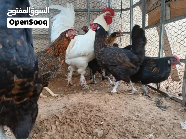 دجاج عربي ربي يبارك