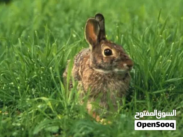 مطلوب مطلوب