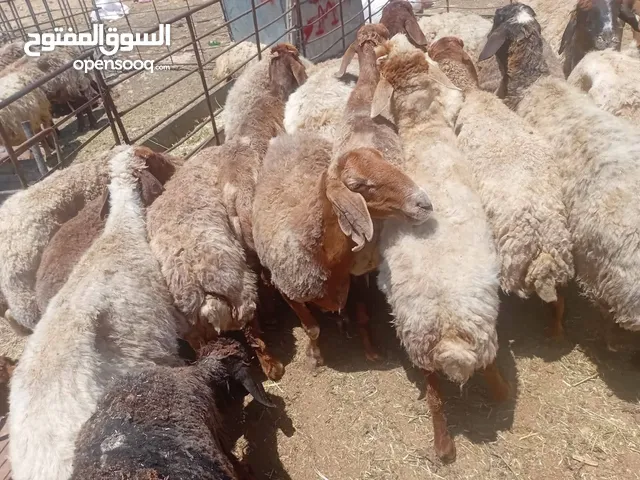 اضاحي العيد كل عام وانتم بخير