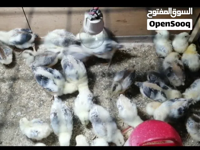 كتاكيت كويتي