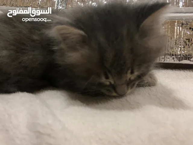 Maine coon kittens very cute Call me or text me on WhatsApp or text me here