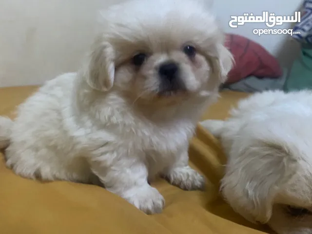 Pekingese for sale