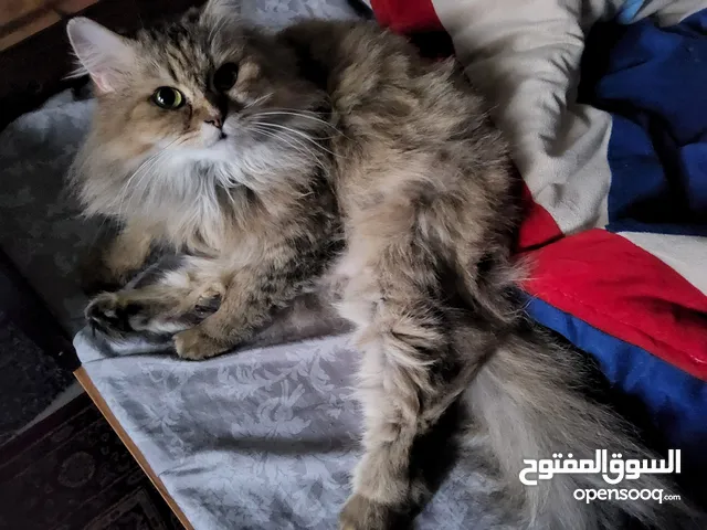 siberian cat for adoption, doesn't bite or scratch