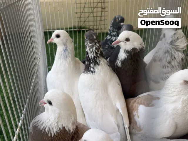 حمام رسايل للبيع