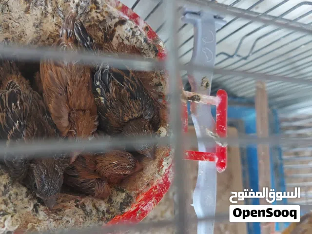 جوز كنار تحتهن 4 فراخ