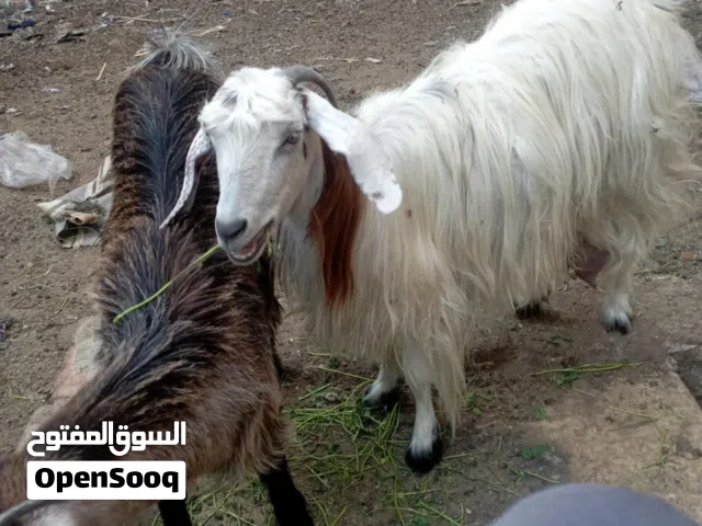 ماعز تربية بيتي 2 كبار 2 صغرين لباني بسم الله مشاء الله ربنا يبارك لصاحب نصيب