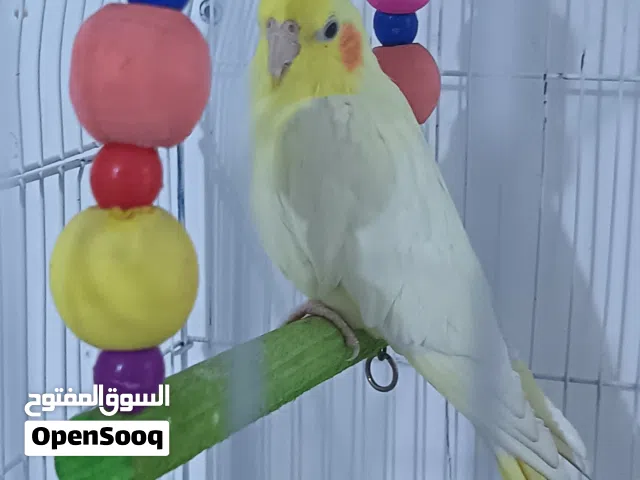 للبيع كوكتيل  و قفص