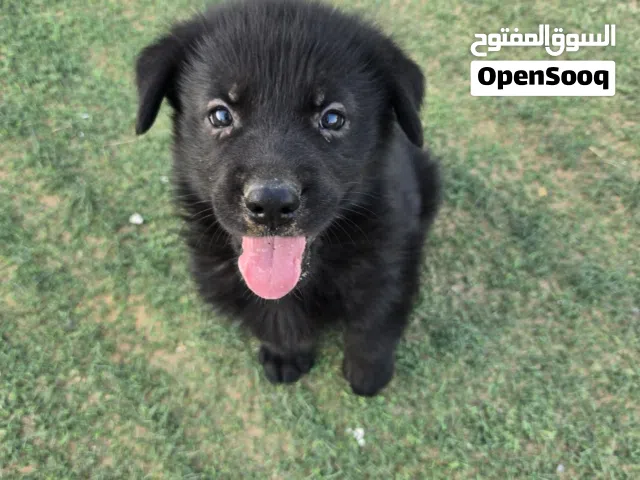 جرو جيرمن شيبرد لون اسود او بلاك جاك انثى عمرها 51 يوم لعوبه جدا و بيور جيرمن German Shepherd puppy