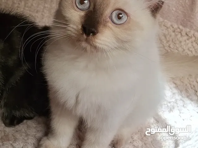 للبيع قطط Ragdoll Pure