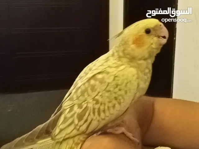 فراخ كوكتيل للبيع زق يدوي الوحد ب 17 والثنين ب 30