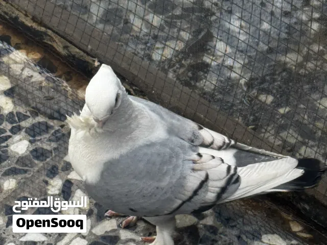 سلام عليكم اقره لوصف