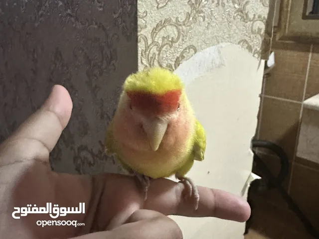 طير روز اليييف