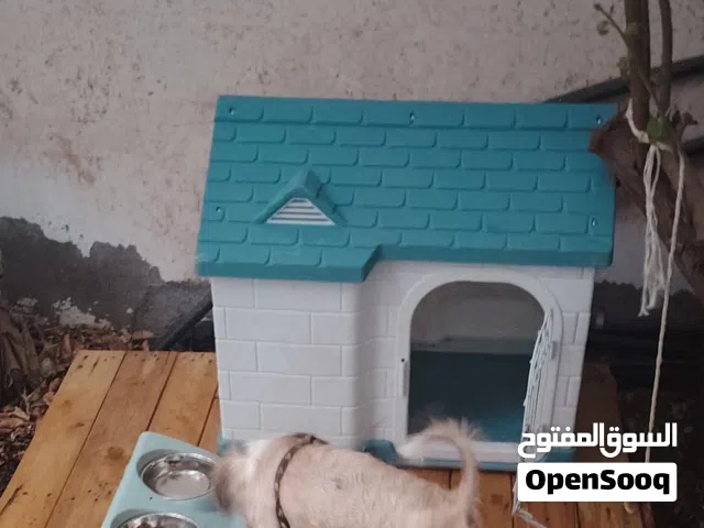 كلب من فصيلة شيه تزو الاليفه جدا