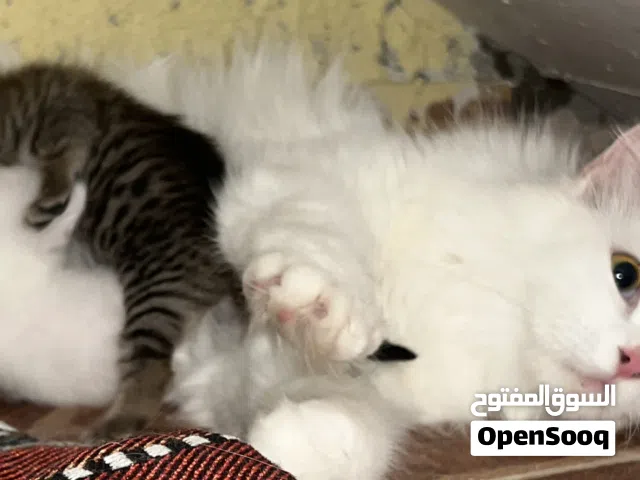 قطط للبيع بسبب عدم التفرغ
