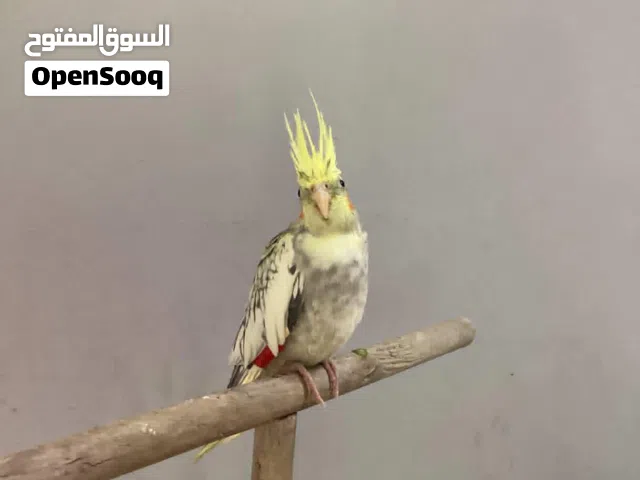 كوكتيل انثى