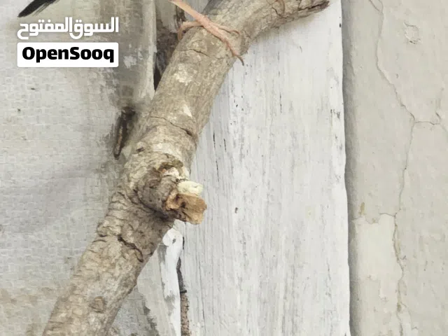 للبيع زوج طاأر الفراوله