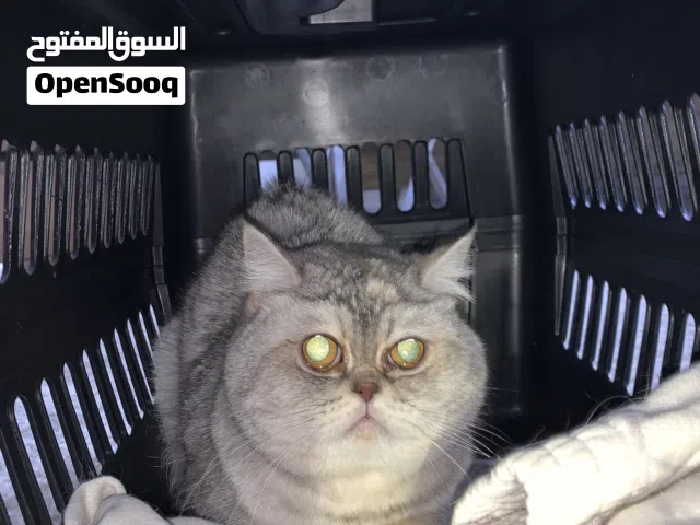 قطه شيرازي مكس بيور  للبيع مع جميع أغراضها