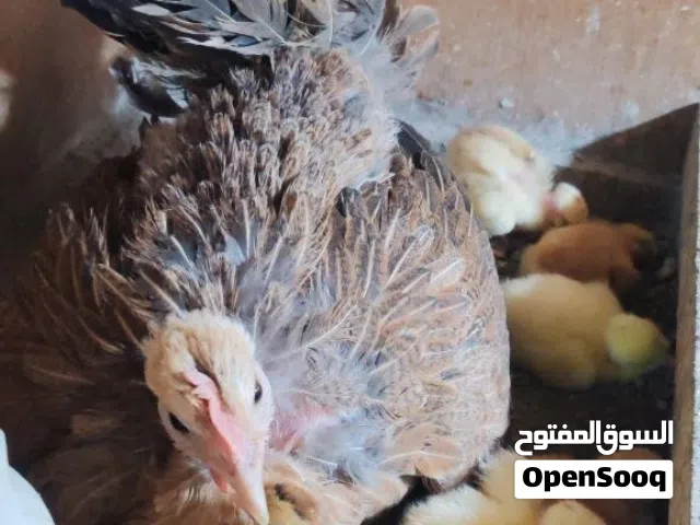 دجاجة ام ركيبة مع افراخ