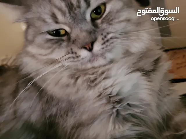 قطة وسيمه حلوه شيرزاية