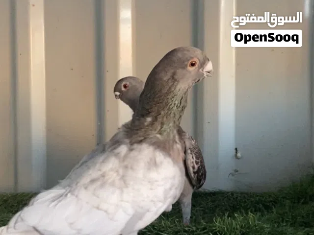 متاح جوّز ماشالله بدك فحل ببيعك بدك طيره ببيع عادي شغال مكفول