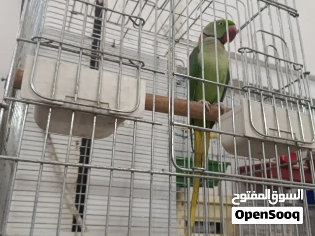 ذكر كساندرا للبيع قابل البدل على طيور