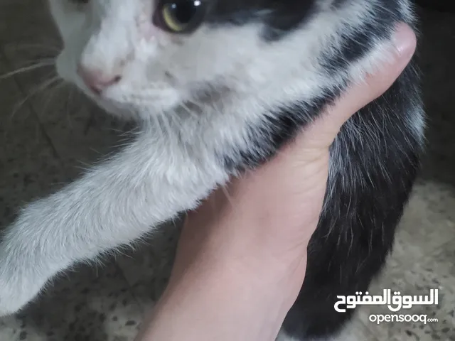 قط جميل للتبني