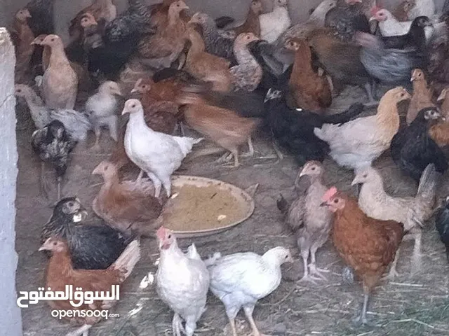 للبيع دجاج عماني العمر3 شهر و 20 يوم   الحبه ع ريال