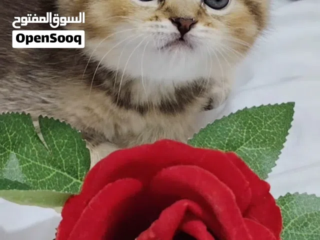 قطط مميزه من سلالات راقيه