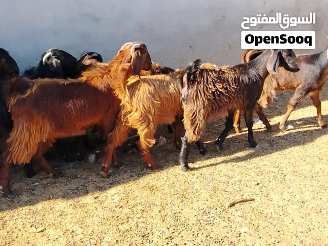 العدد 10اعنايق مبدلوش فيهم وحدة تنية كيف والدة والباقي اعشار بإذن الله مكانهم صبراتة يوجد توصيل حسب